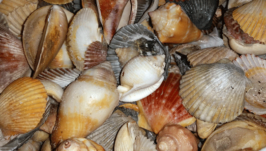 Shells I collected at Shell Island