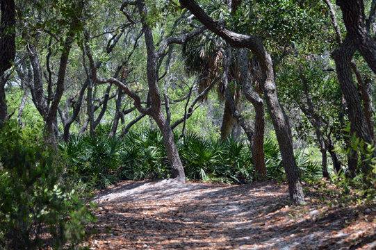 Hiking trail at St Andrews St Park