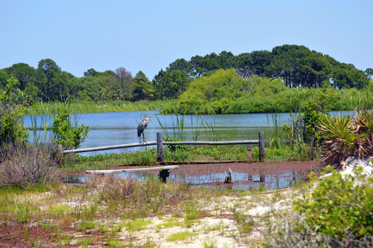 Heron at Gator Lake in St Andres St Park