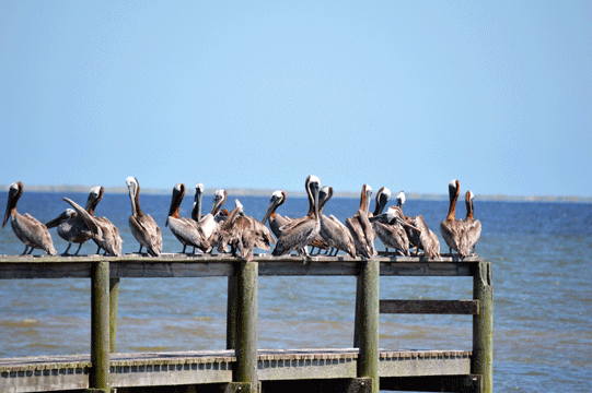 Pelicans On The Pier On Florida's Forgotten Coast